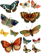 papillons