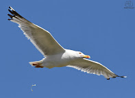 Gaviota patiamarilla