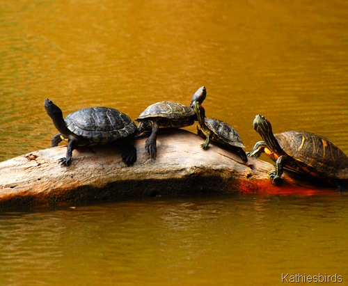 14. turtles-kab