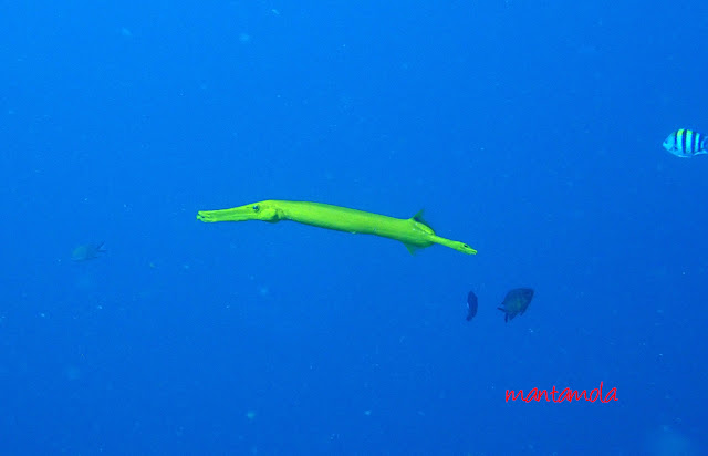 Trumpet fish