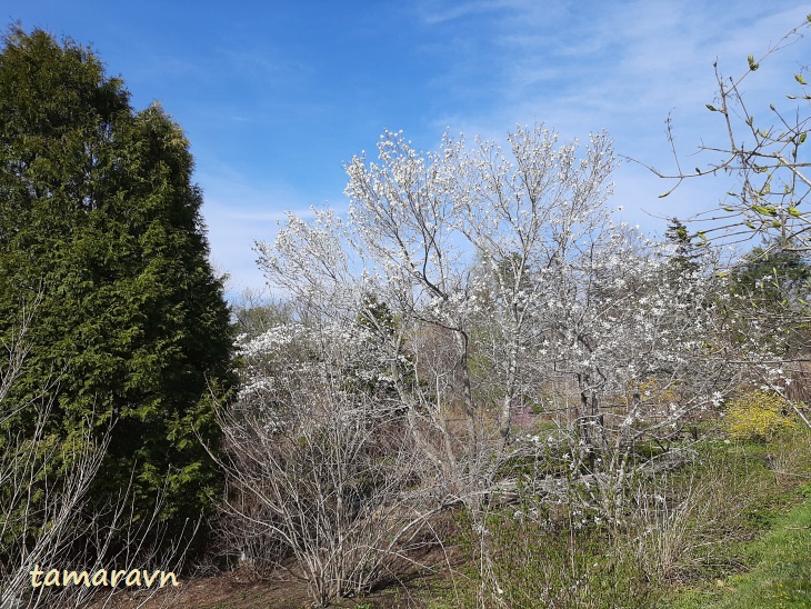 Магнолия кобус (Magnolia kobus)