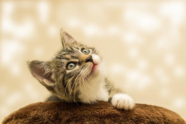 5 Tips to manage cat allergies