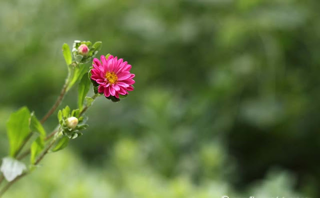 China Aster Flowers Pictures