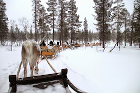 Reindeer Sleigh Finnish Lapland