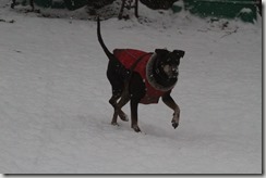 IMG_4527