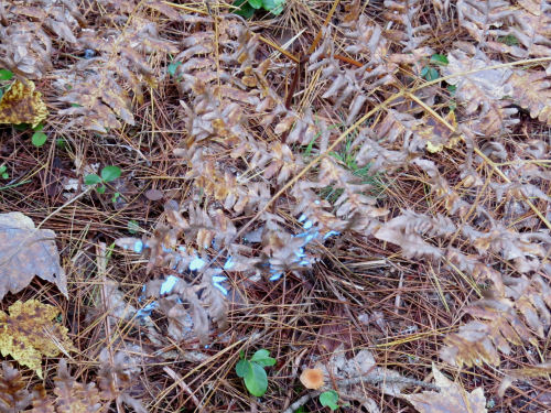 blue paint on ferns