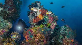 Banyak spot diving terbaik di sini