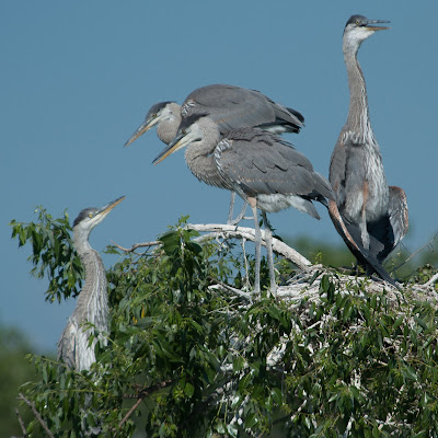 Fledgling Great Blue Herons, Kountze Lake