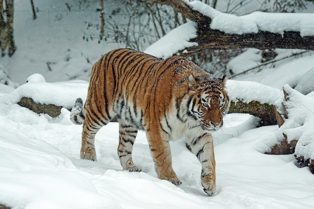 Mengenal Harimau Siberia Kucing Terbesar di Dunia satwa 