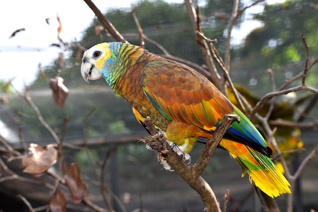 Entre a beleza e a vulnerabilidade: estratégias e desafios na conservação do papagaio-de-São-Vicente