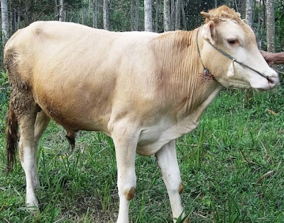 harga sapi kurban qurban2