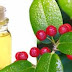 What Is Wintergreen Oil And How Is It Beneficial