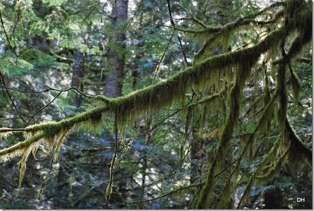 09-28-14 A Rainier NP (20)