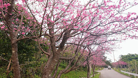 沖縄 八重岳 桜まつり