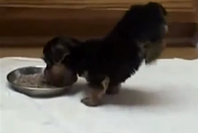 Puppy Totally Pumped About Eating