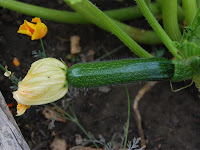 Zucchini Fruit Pictures