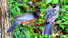 American Robin weaning fledgling