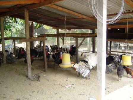 DINARA AGRO FARM: PENTERNAKAN AYAM BELANDA / TURKEY / PIRU