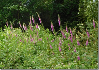 1 foxgloves