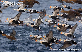 Eiders