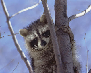 Raccoon wallpaper