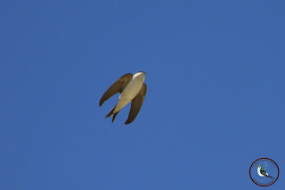 Avión común sobre Osuna