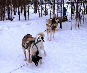 Husky Sled on Lake Inari, Finland