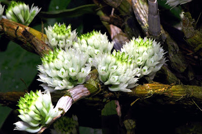 Dendrobium capituliflorum care and culture