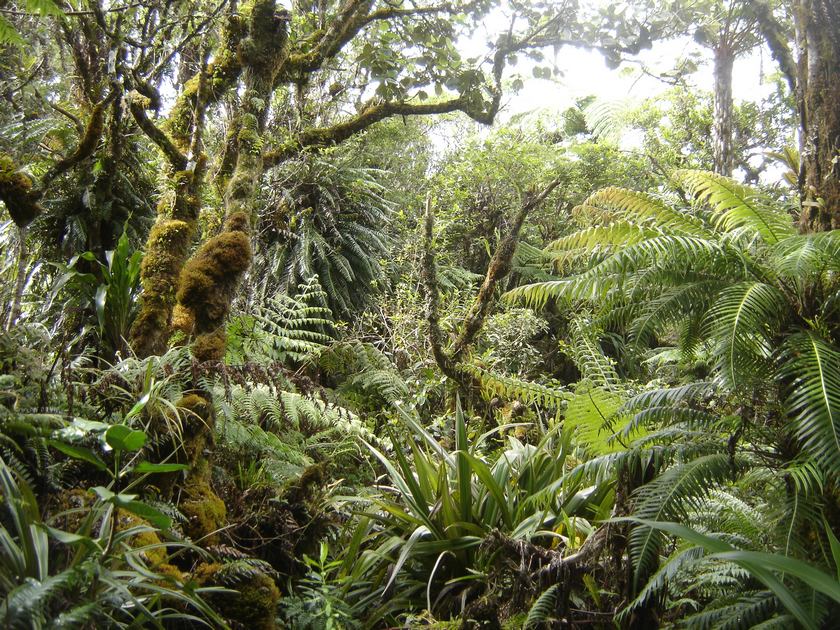 Foret Plaine des Cafres