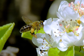 abeja melifera-apis mellifera-abeja europea-abeja en flor. jpg