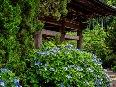 Ajisai (hydrangea) flowers: Kencho-ji