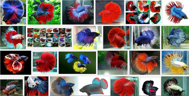 Ikan Laga - Fighting Fish @ Betta Splendens