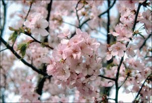 Wonder (Prunus Sargentii