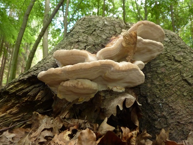 Fomitopsis pinicola