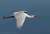 African Spoonbill in flight over the Diep River Woodbridge Island - Vernon Chalmers Photography Copyright