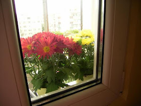 flori balcon
