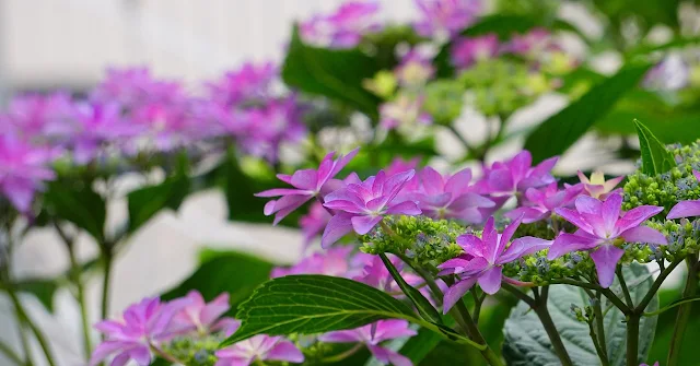 来年の花も諦めない、あじさいの強剪定