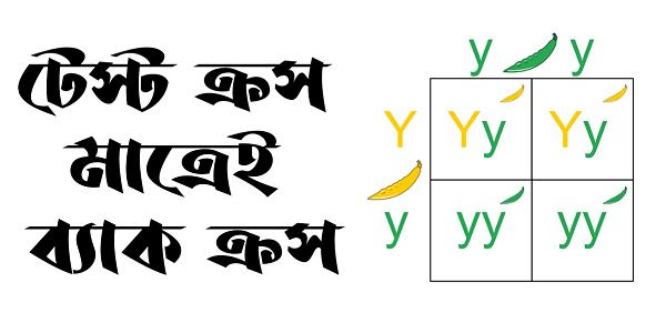 টেস্ট ক্রস মাত্রেই ব্যাক ক্রস-ব্যাখ্যা করো। টেস্ট ক্রস হল আসলে এক ধরনের ব্যাক ক্রস ব্যাখ্যা করো