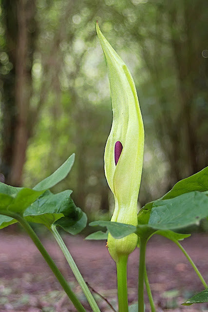 Close up of single cuckoo pint flower