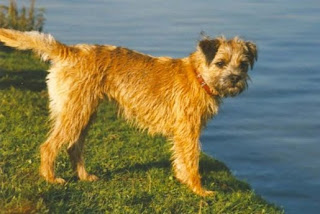 Border Terrier Dog