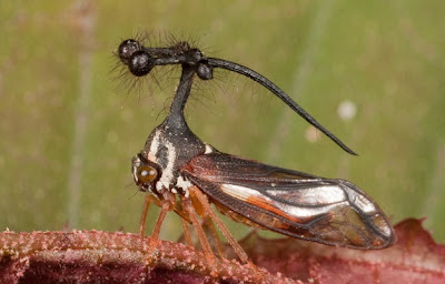 insecto con hélices y bolas en la cabeza