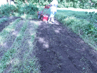 Husband tilling the empty spot in garden.