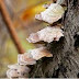 Breif Description About Fungi