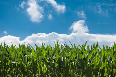 Field of corn under blue sky