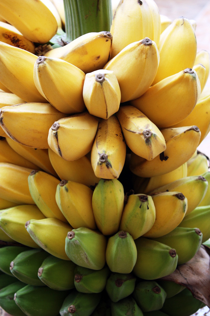 Kebun Pisang Pisang Kepok Kalimantan