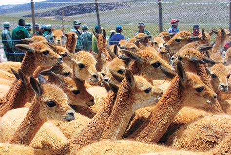 Población de vicuñas sube de 2.000 a 112.000 en Bolivia