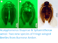 https://sciencythoughts.blogspot.com/2019/04/acalyptomerus-thayerae-sphaerothorax.html