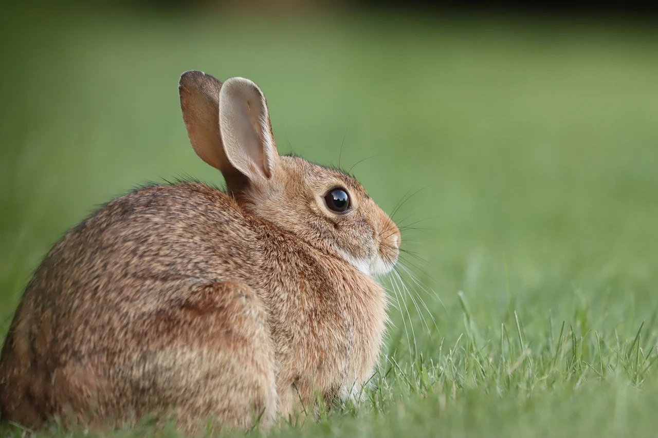 A rabbit in grass, gazing in the opposite direction.