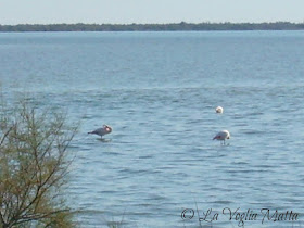 Camargue