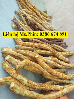 Thuốc Chữa Sỏi Thận